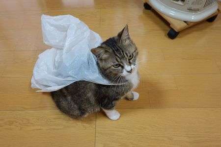 ビニールマント