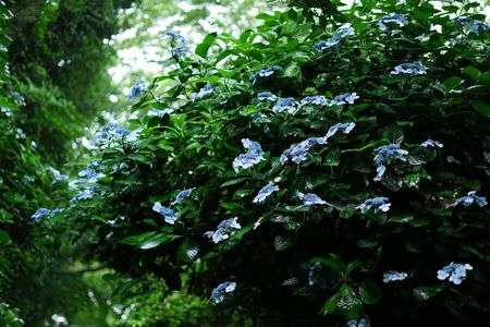 雨の紫陽花