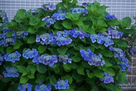 ムラサキのアジサイ