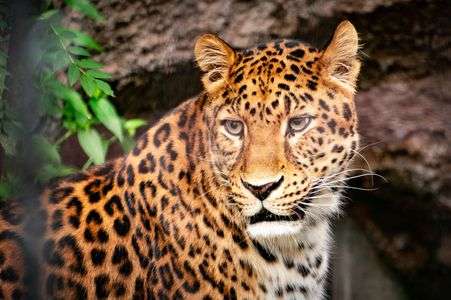 アムールヒョウ