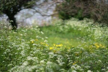 都会の中の森の春