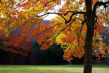 公園の秋