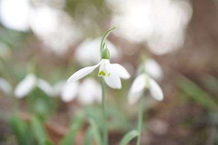 スノードロップ