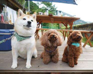 お利口にしてるよ