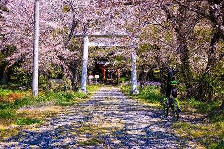 散り際が一番美しい