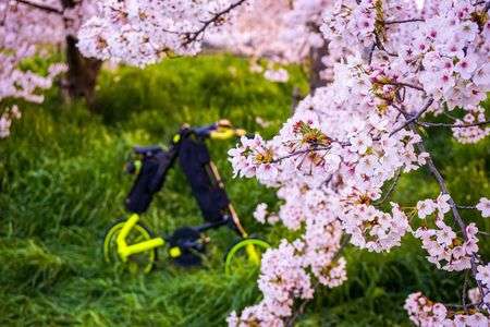 とっておきの桜