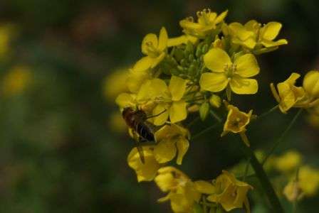春にお似合いのコンビ