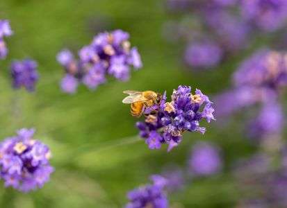 ラベンダーとミツバチ
