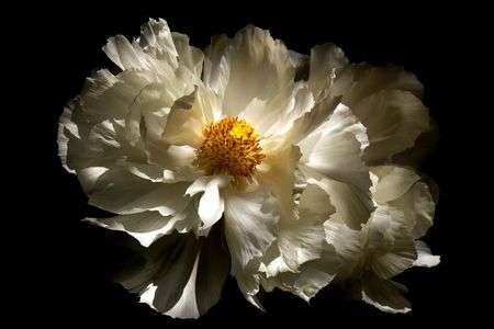 上野東照宮ぼたん苑