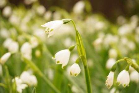 スノーフレーク