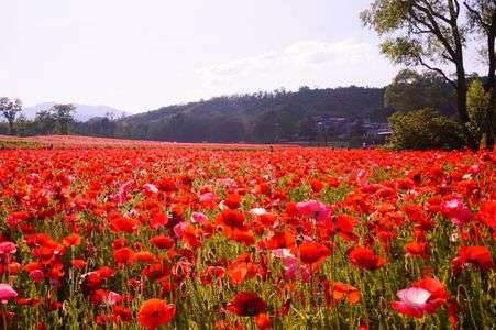 ポピーの大行列