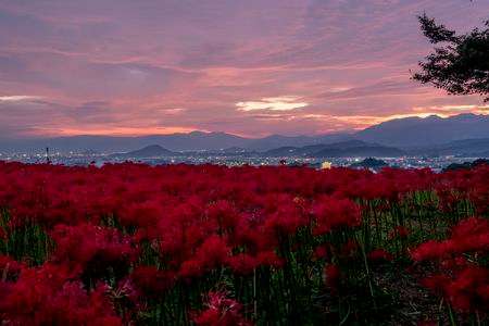 九品寺の彼岸花