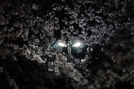 夜桜