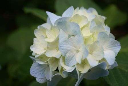 紫陽花の花びら