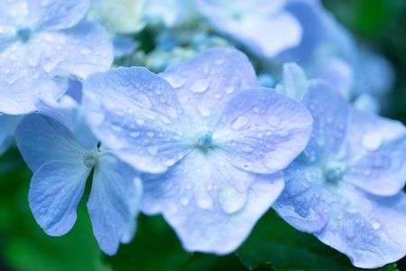 紫陽花と雨粒