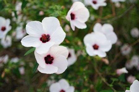 お写ん歩　～2019夏、花編～