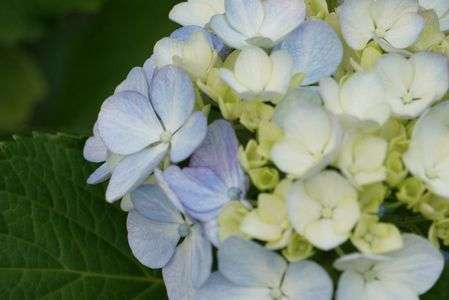 紫陽花３