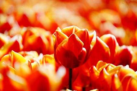 賑やかに咲き誇る