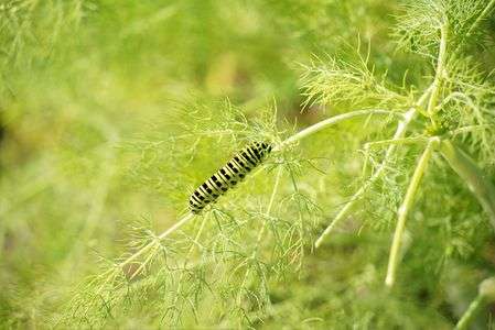 黒と黄色の横縞模様が鮮やかです