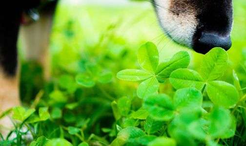 みつかるかな？