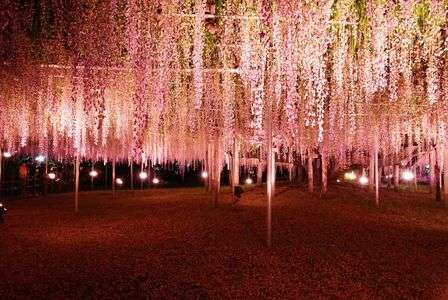 あしかがフラワーパーク