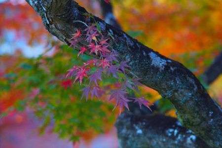 静寂の七変化　#2025紅葉#