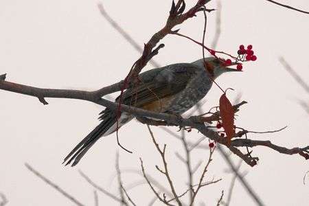 ナナカマドの実