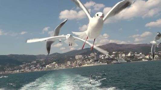 旅、日頃の散歩等に出逢った顔「鳥」