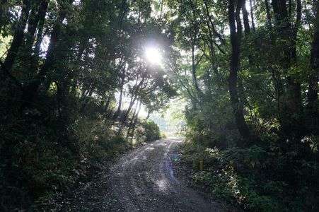 日頃から散歩、散策時の顔「森林浴道」