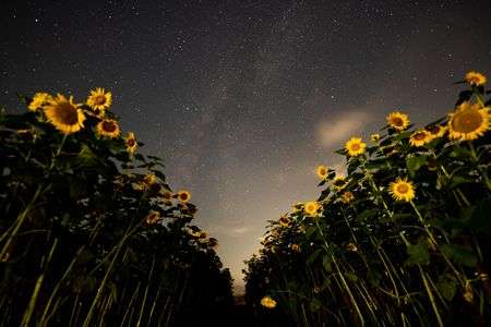 お休み中のひまわり