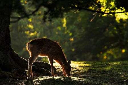 朝は気持ちいい！