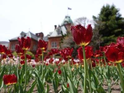 道庁のチューリップ