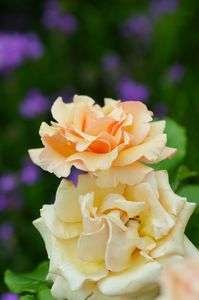 美味しそうなバラ