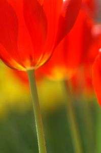 チューリップのぼんぼり