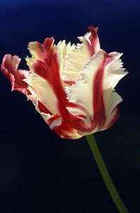 個性的なチューリップ「エステララインベルト」