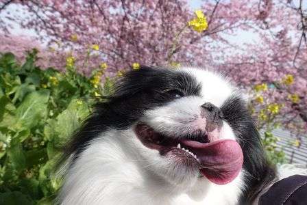 河津桜と菜の花と僕狆　#ペット自慢2024_犬#