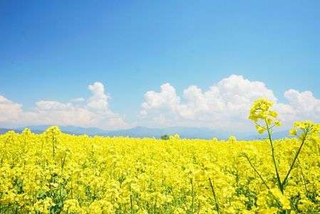 国営アルプスあづみの公園