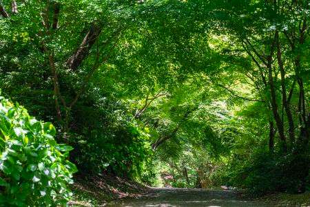春の環境芸術の森