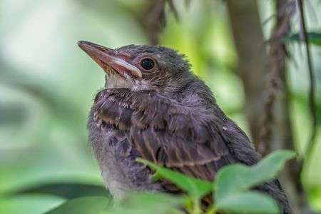 ヒヨドリの幼鳥