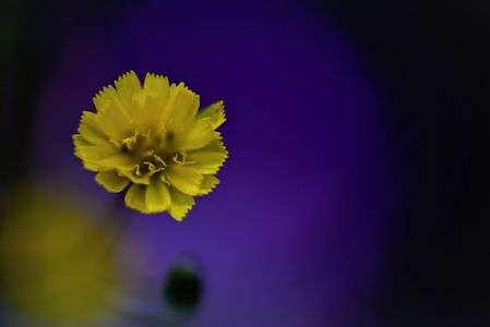 庭に咲いてた草花です。