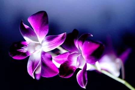 窓辺の一輪挿しを曇った時に撮ってみた。