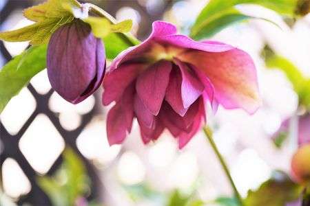 クリスマスローズ咲いた