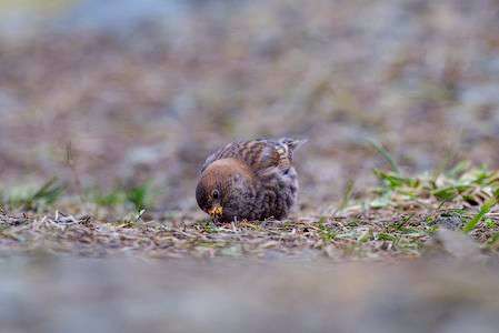 ローアングルハギマシコ