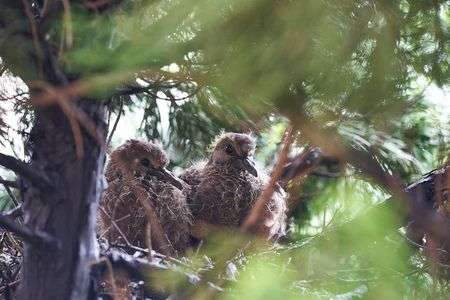 そろそろ巣立ち？