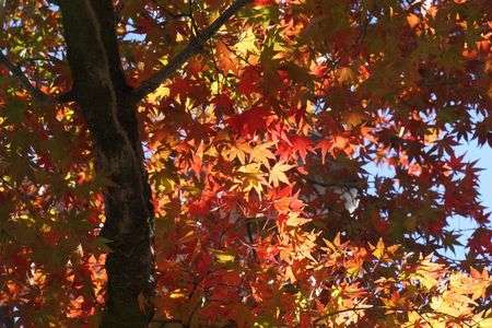 紅葉