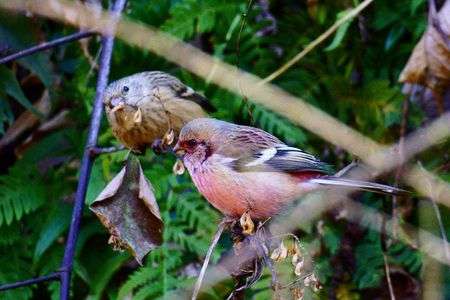 ベニマシコのつがい　なかよくお食事
