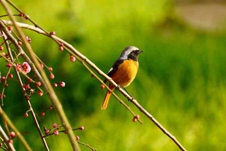 しだれ梅にジョウビタキ