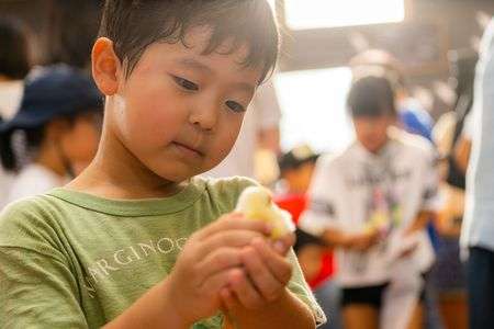 はじめてのひよこ