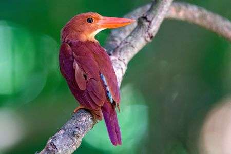 リュウキュウアカショウビン