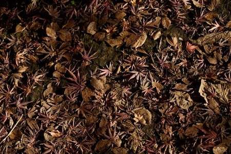 落ち葉のカーペット